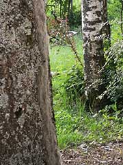 chenilles processionnaires