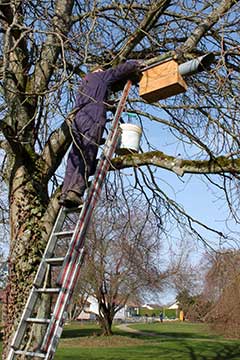 nichoir chouette cheveche